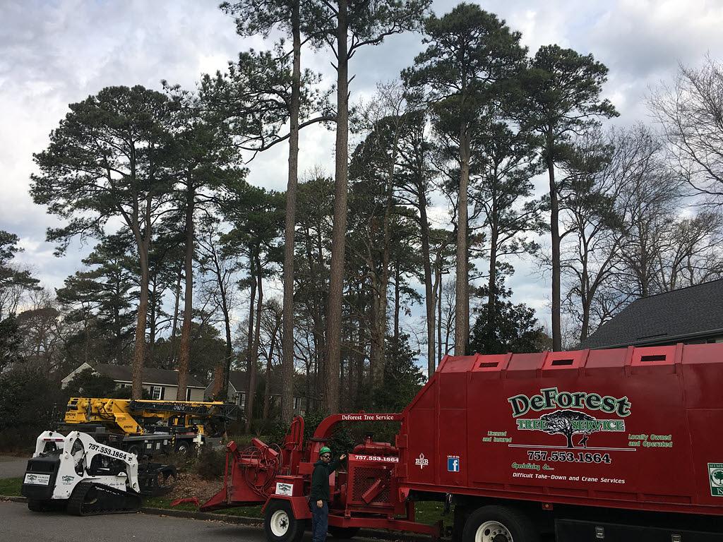 DeForest Tree Service professional tree service