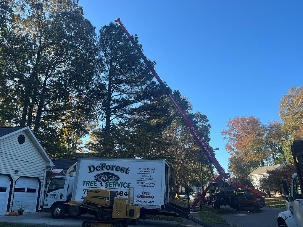 Tree Care services in Portsmith