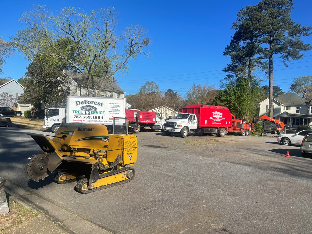 Tree Care services in Virginia Beach