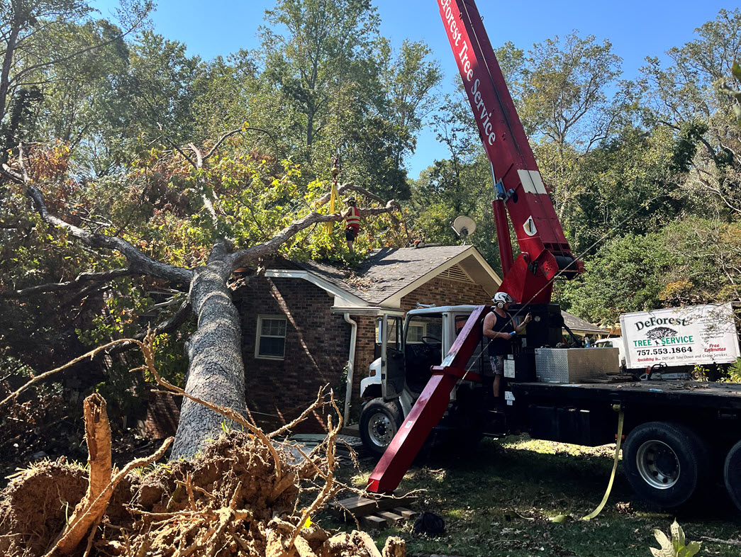 Emergency Tree Service Service