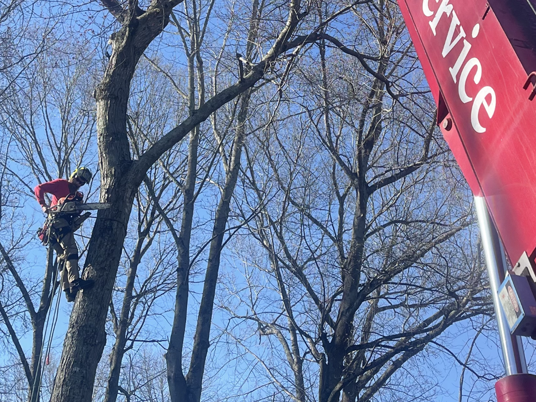 Tree Care Services Service