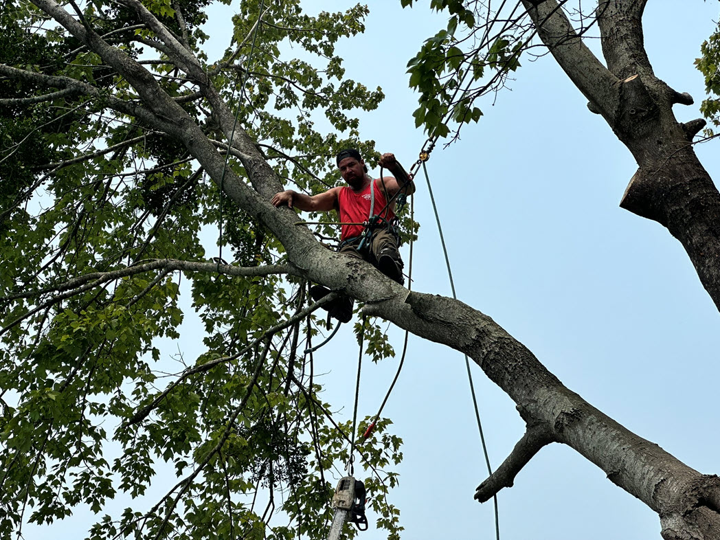 Tree Trimming Service Service